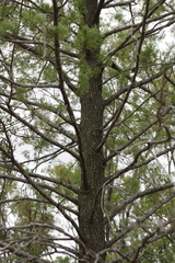 Callitris columellaris