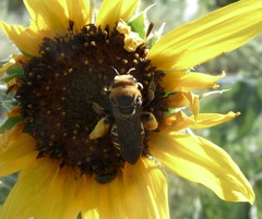 Svastra obliqua expurgata