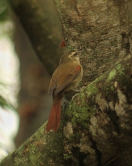 Cranioleuca obsoleta