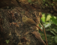 Cranioleuca obsoleta