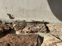 Elgaria multicarinata