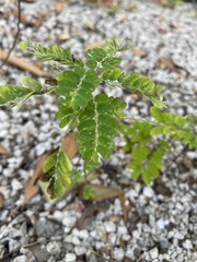 Phyllanthus urinaria
