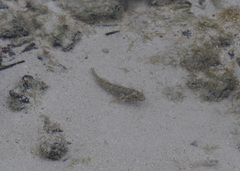 Bathygobius lineatus