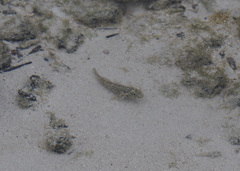 Bathygobius lineatus