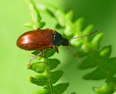 Gonodera luperus