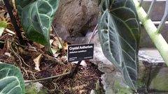 Anthurium crystallinum