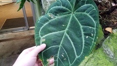 Anthurium crystallinum