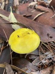 Amanita flavella