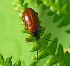 Gonodera luperus