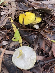 Amanita flavella