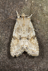 Lithophane bethunei