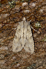 Lithophane disposita