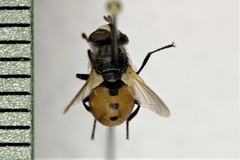 Gymnosoma fuliginosum