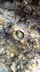 Semibalanus cariosus