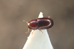 Cis castaneus