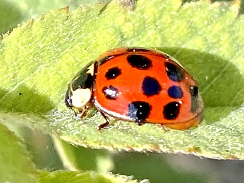 iNaturalist observation photo of Asian Lady Beetle