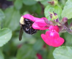 Bombus californicus