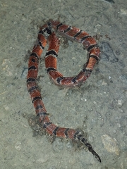 Micrurus dumerilii carinicauda