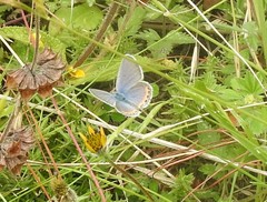 Icaricia lupini texanus