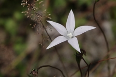 Wahlenbergia ceracea