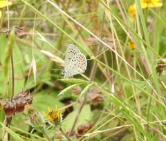 Icaricia lupini texanus