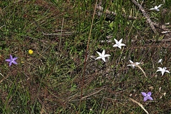 Wahlenbergia ceracea