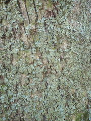 Parmotrema subtinctorium