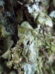 Parmotrema subtinctorium