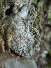 Parmotrema subtinctorium