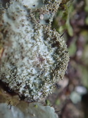 Parmotrema subtinctorium