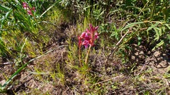Anacamptis papilionacea papilionacea