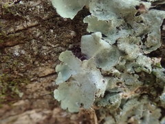 Parmotrema subtinctorium