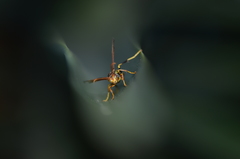 Polistes weyrauchorum