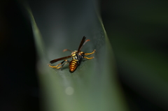 Polistes weyrauchorum