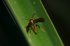 Polistes weyrauchorum