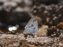 Hypolycaena othona