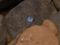 Hypolycaena othona
