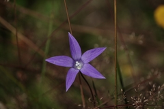 Wahlenbergia ceracea