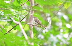 Rhynchocyclus olivaceus