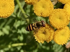 Syrphus rectus