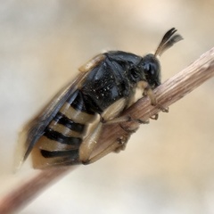 Ripiphorus rex