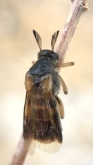 Ripiphorus rex