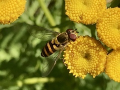 Syrphus rectus