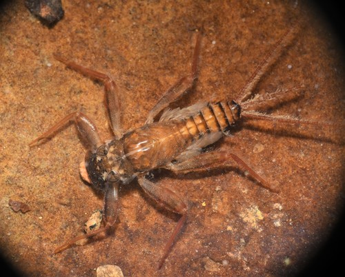 Maccaffertium vicarium (Walker, 1853)