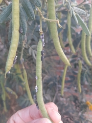 Enchenopa quadricolor