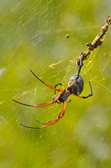 Trichonephila sexpunctata