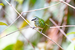 Ixothraupis punctata