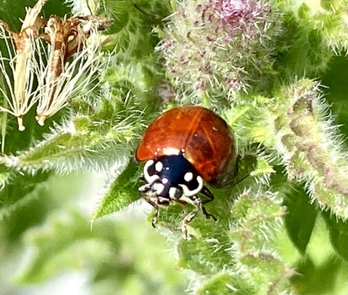 iNaturalist observation photo of Spotless Lady Beetle