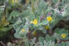 Foothill Deervetch - Photo (c) Joe Decruyenaere, some rights reserved (CC BY-SA)