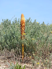 Orobanche densiflora